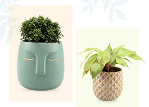 Trendy and Unique Gift Ideas For The Plant Lovers of 2021